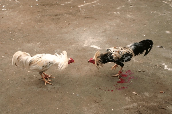 Tổng Quan Về Đá Gà N188